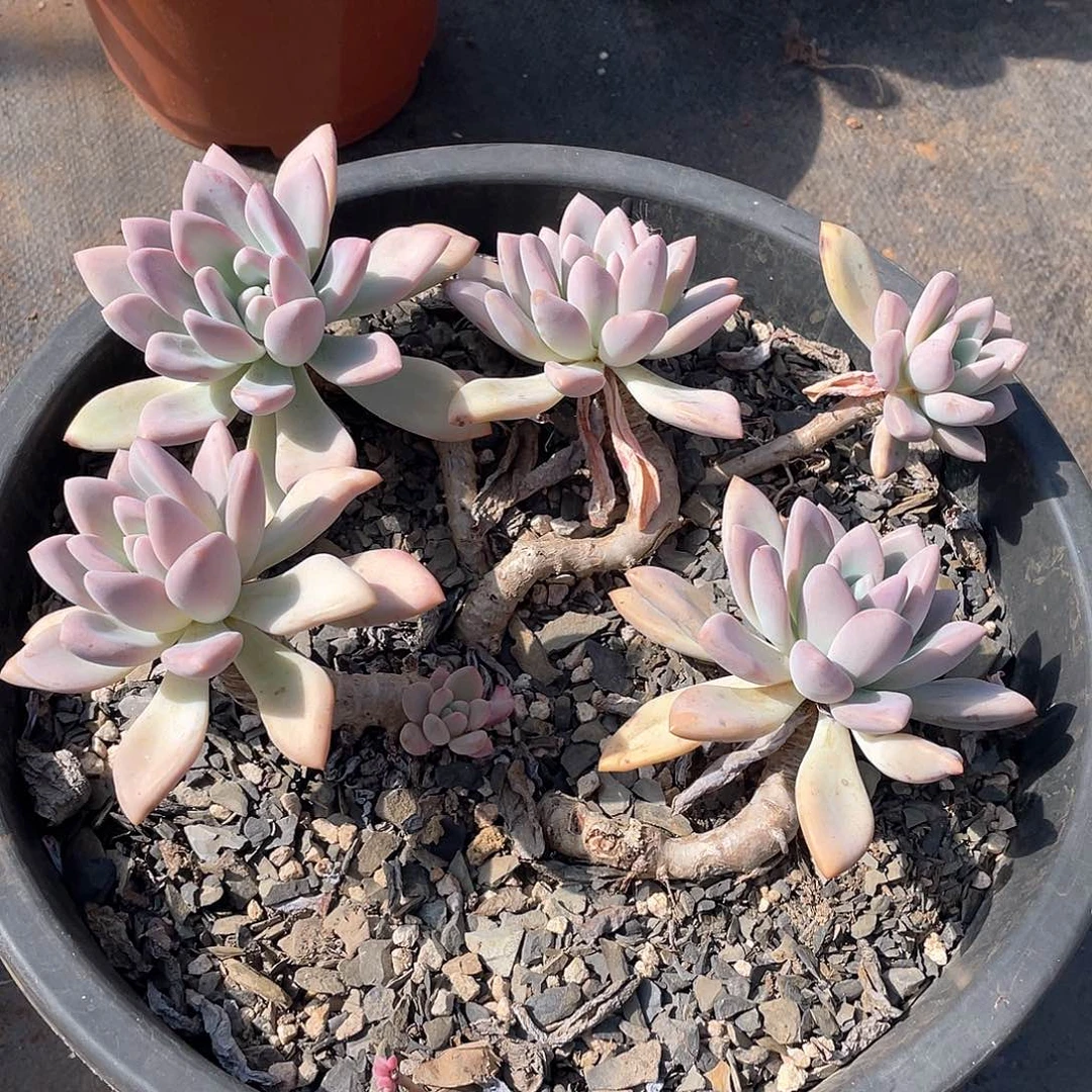 859奥普 一物一拍多肉