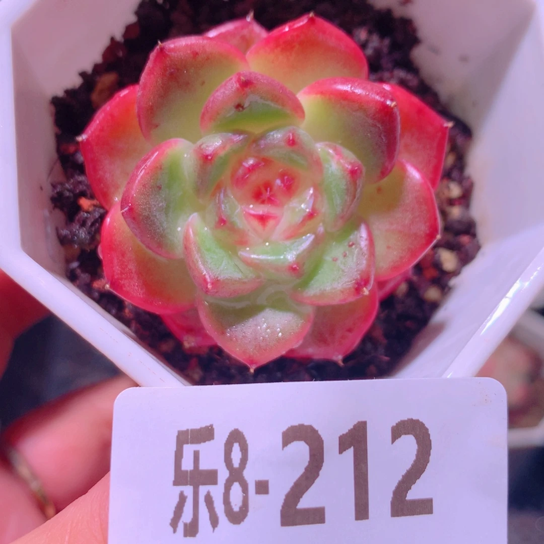 乐然8-212 精选糖心