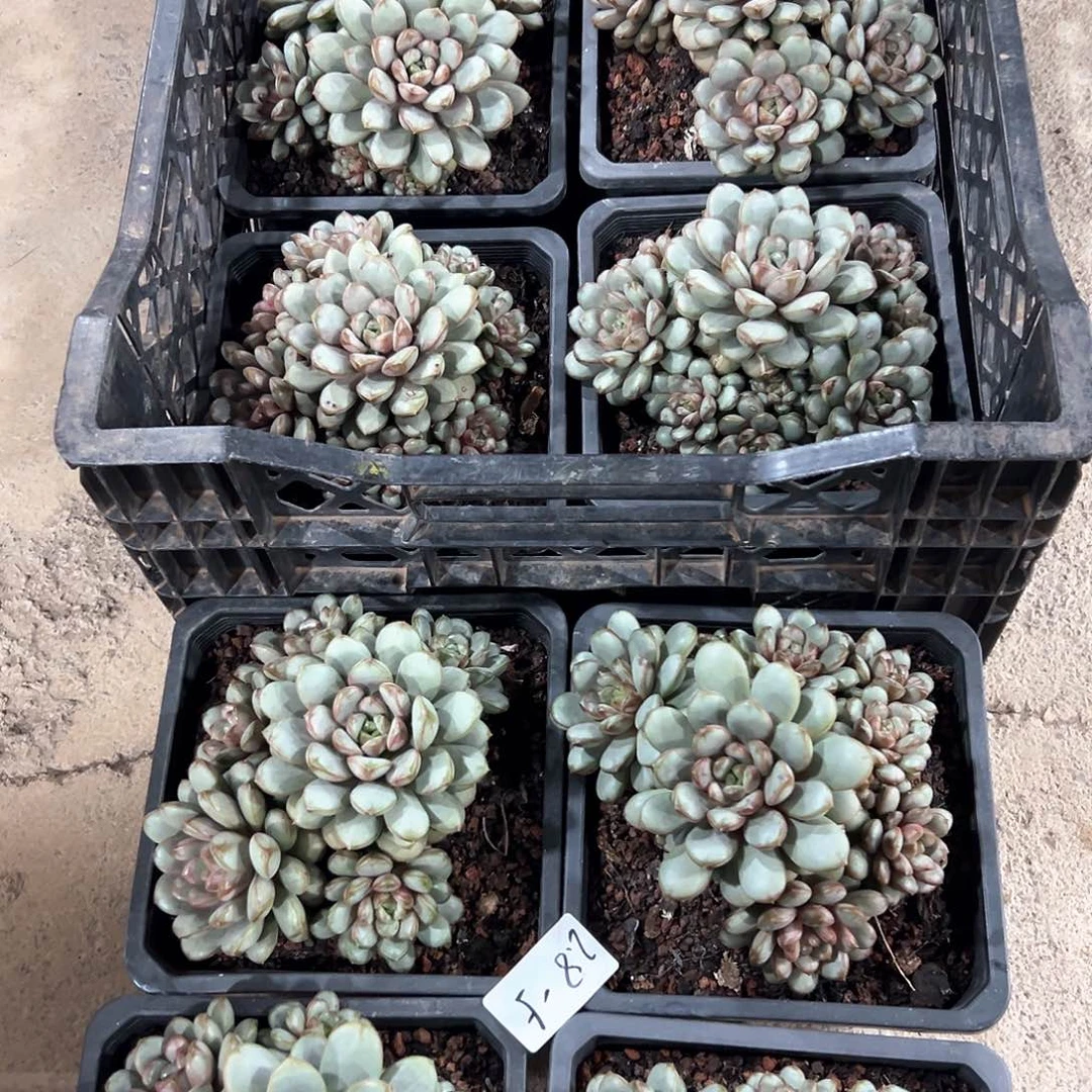 2.8-5葡萄多头多肉随机