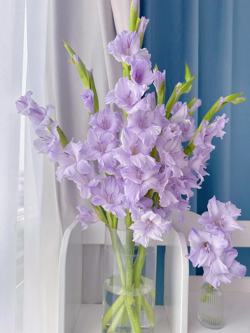 云南源头直发香芋紫剑兰京东空运包邮家庭插花水养鲜花七夕基地