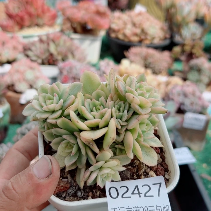 幸运儿的一个小秘密就是