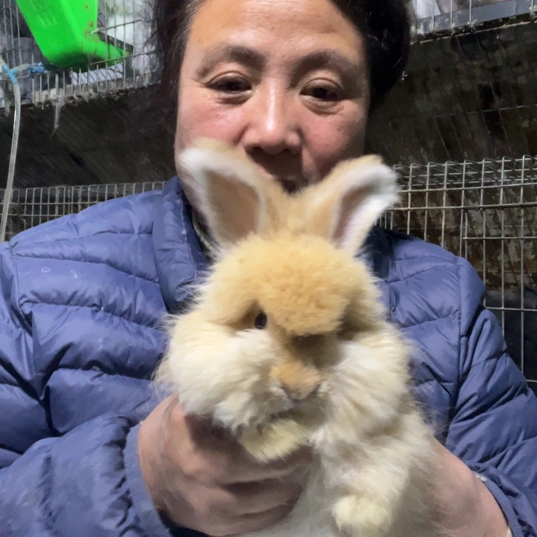 H***h双血统英系安哥拉兔