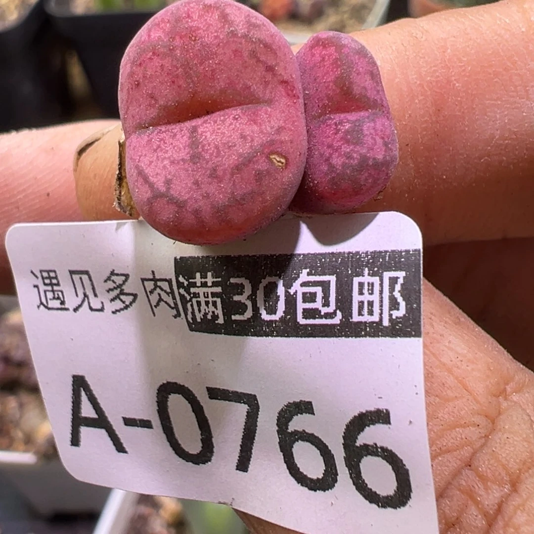 多肉植物1111111111111