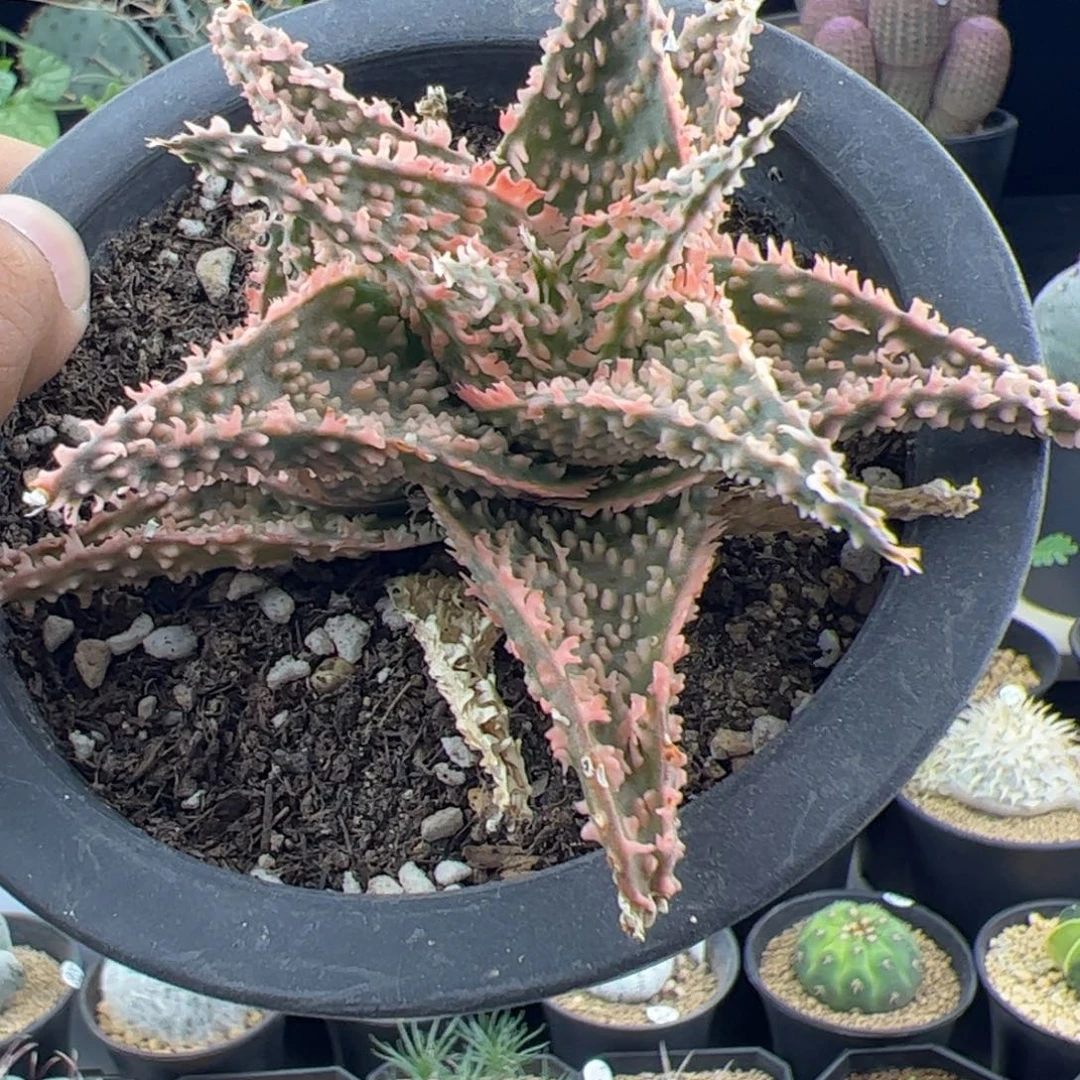 密尤芦荟一物一拍