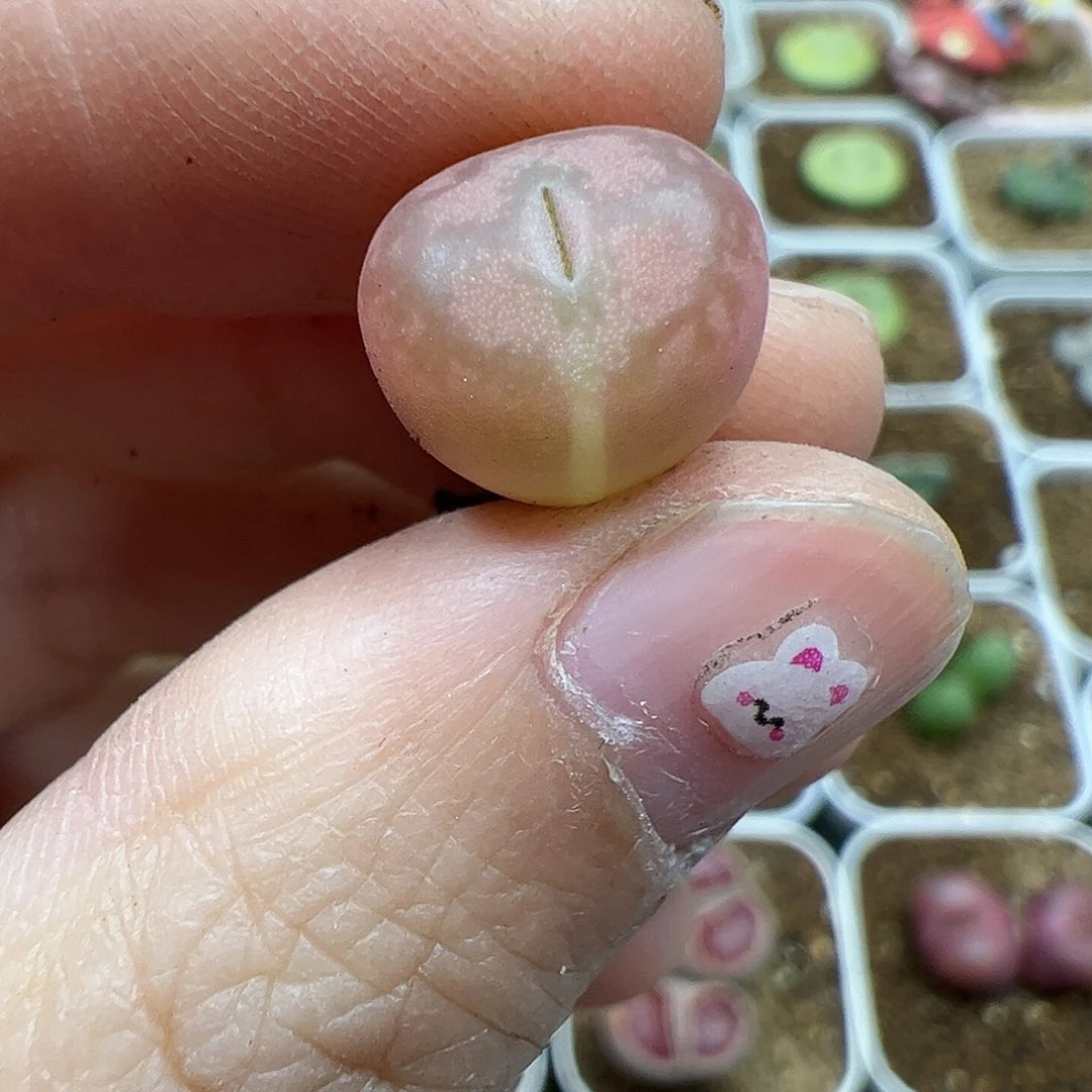 【闪购商品】56 锦变异