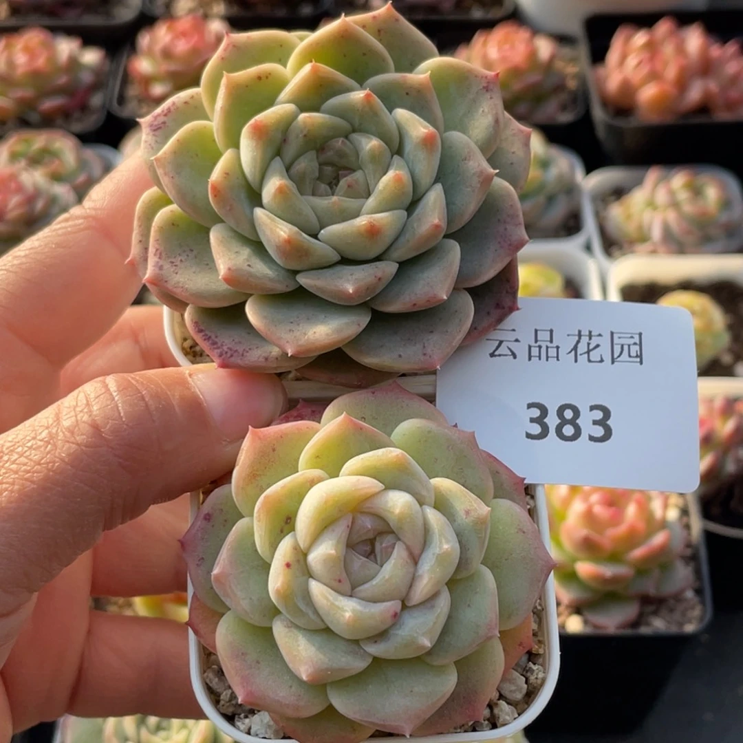 383号糖心冰心珍妮2