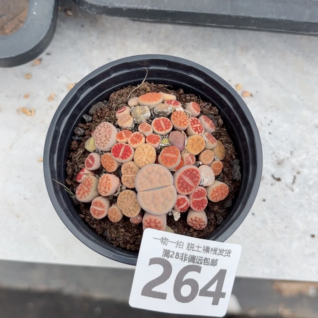 生石花带盆土发货
