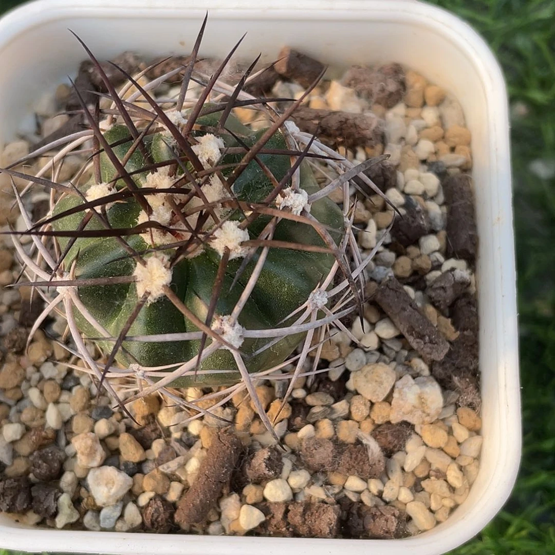 一***?脱土发货111111111