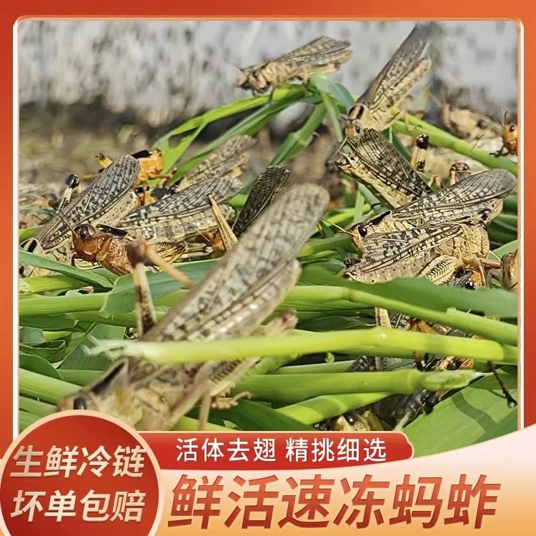【顺丰包邮】新鲜速冻蚂蚱蝗虫批发蚱蜢带籽公母去翅纯母烧烤油炸