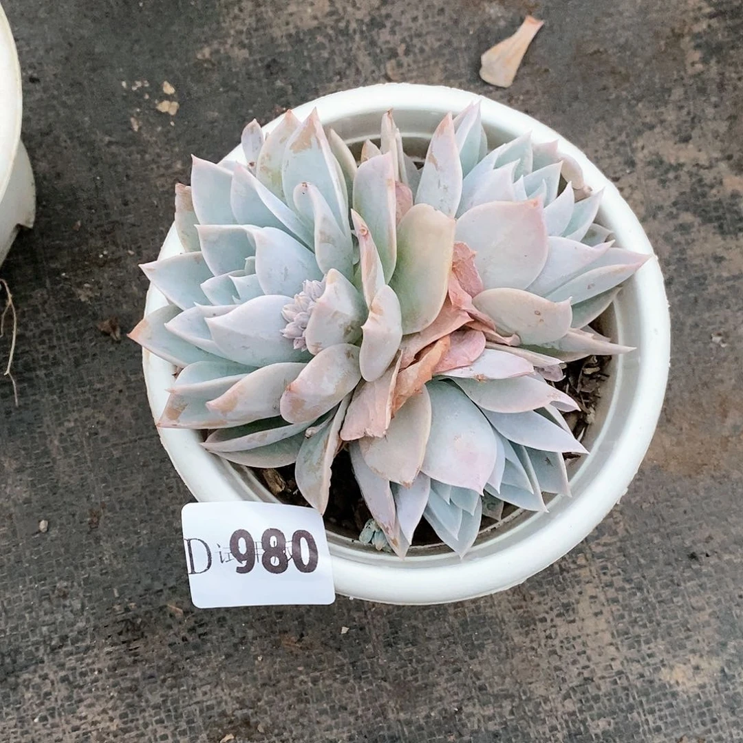 ᨳ****980木兮甜心多肉
