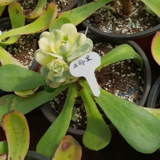 生***光克罗地亚砍头带小仔