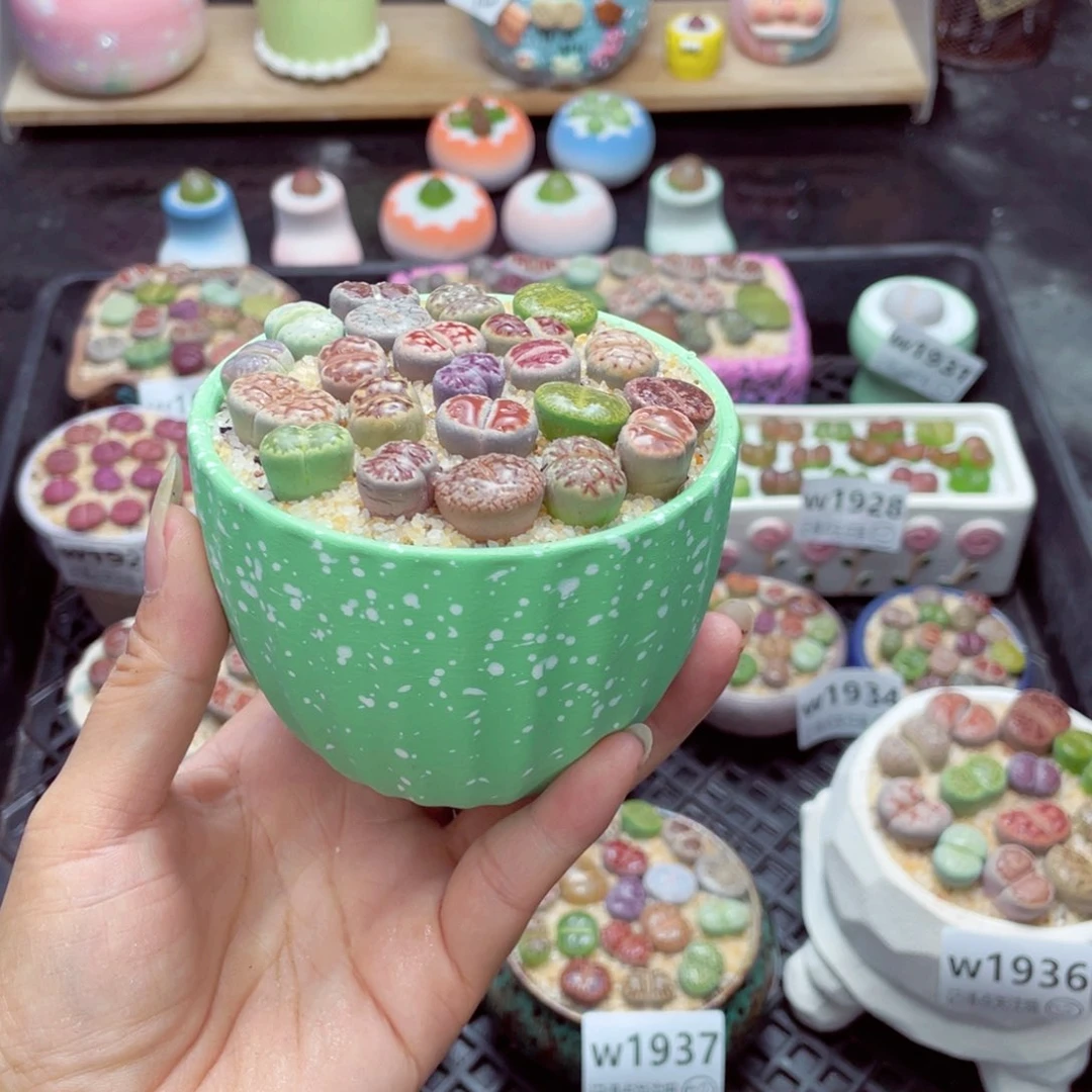 w1969 带盆土发货一物一拍