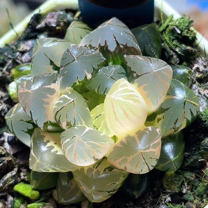 596水晶实生锦特选福利
