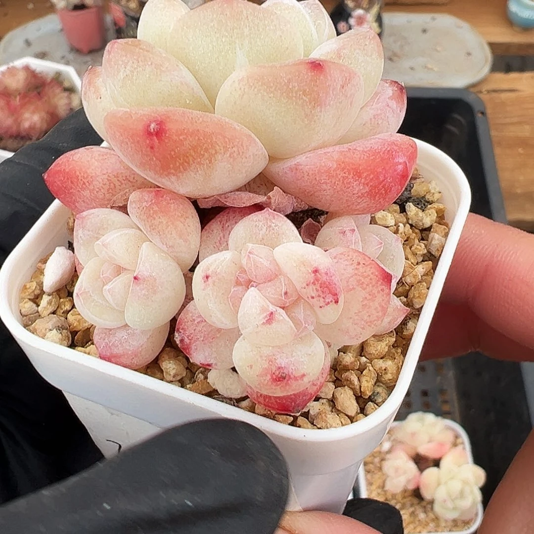 糖心冰玉小群5头多肉