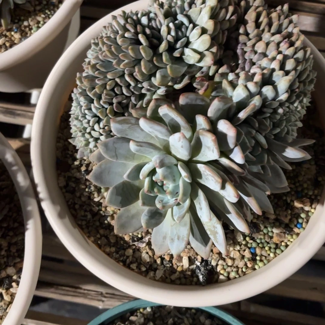 叶插橙梦露缀化，库存2000盆。