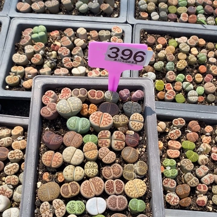 沐*！生石花小苗396