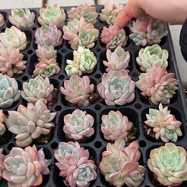 23 多肉植物盆栽花卉植物