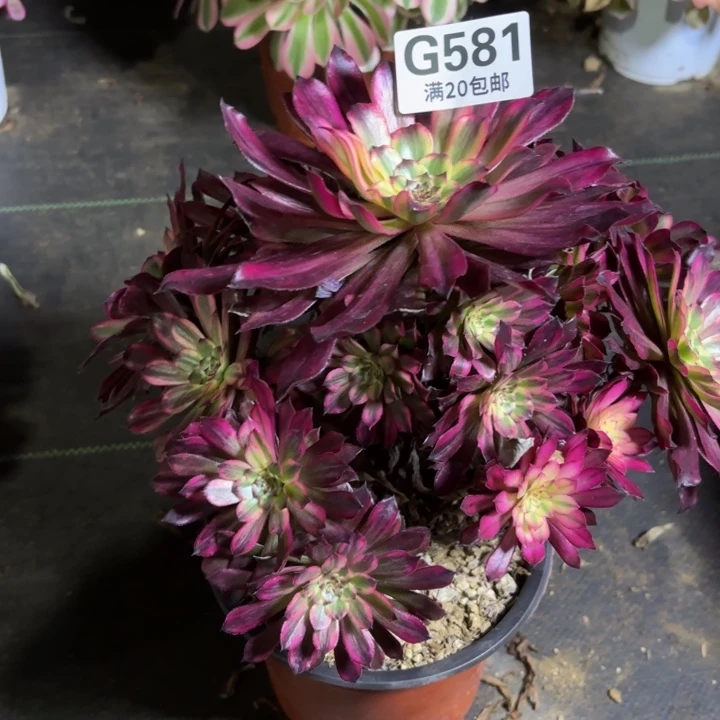 瑞妈一物一拍581