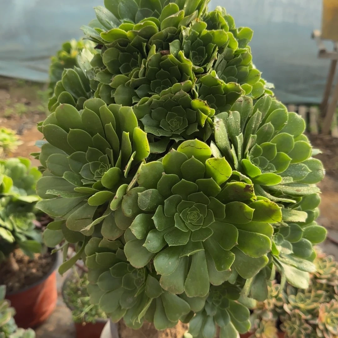 绿羊绒多肉970满28包邮断枝不包