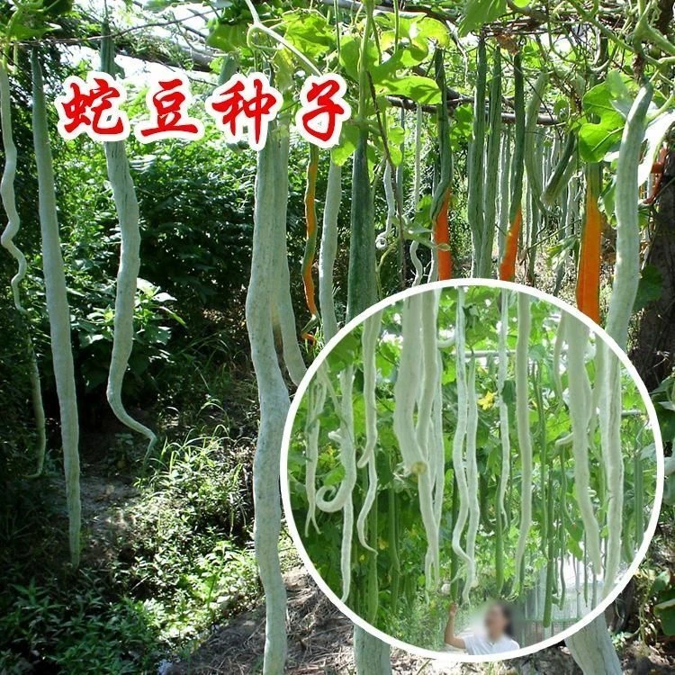 【满5包包邮】蛇豆种子蛇瓜种子蛇形长豆角夏播蔬菜种子