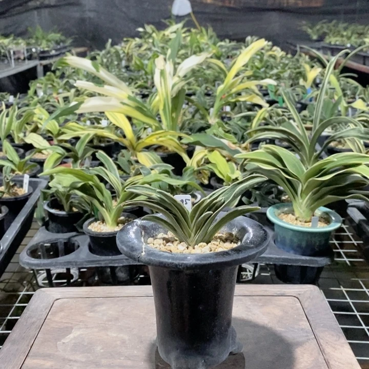 无花朵cjcjjxjxjjxjxjjxjxjx