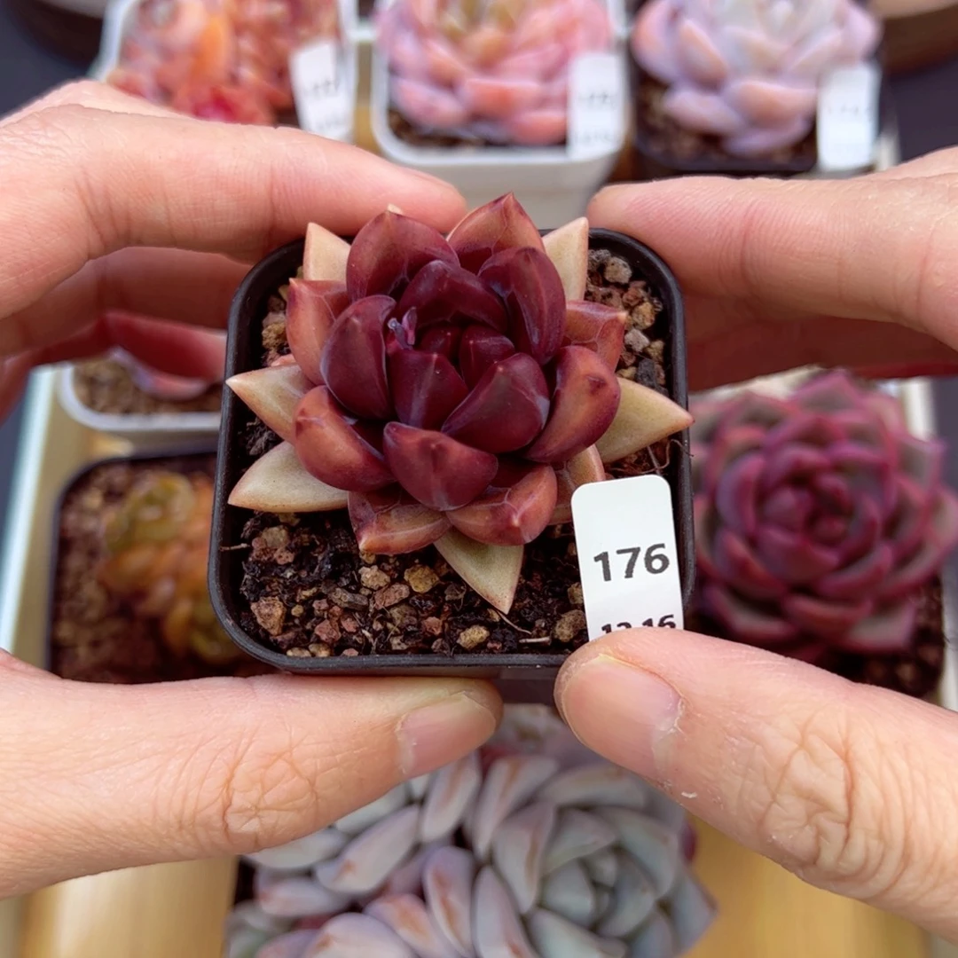 好好看176、哈哈哈哈