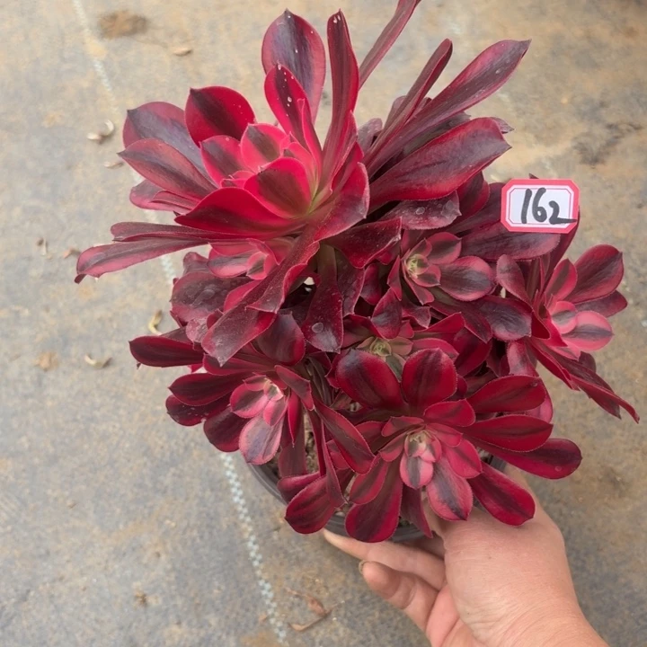 一物一拍多肉美杜莎162