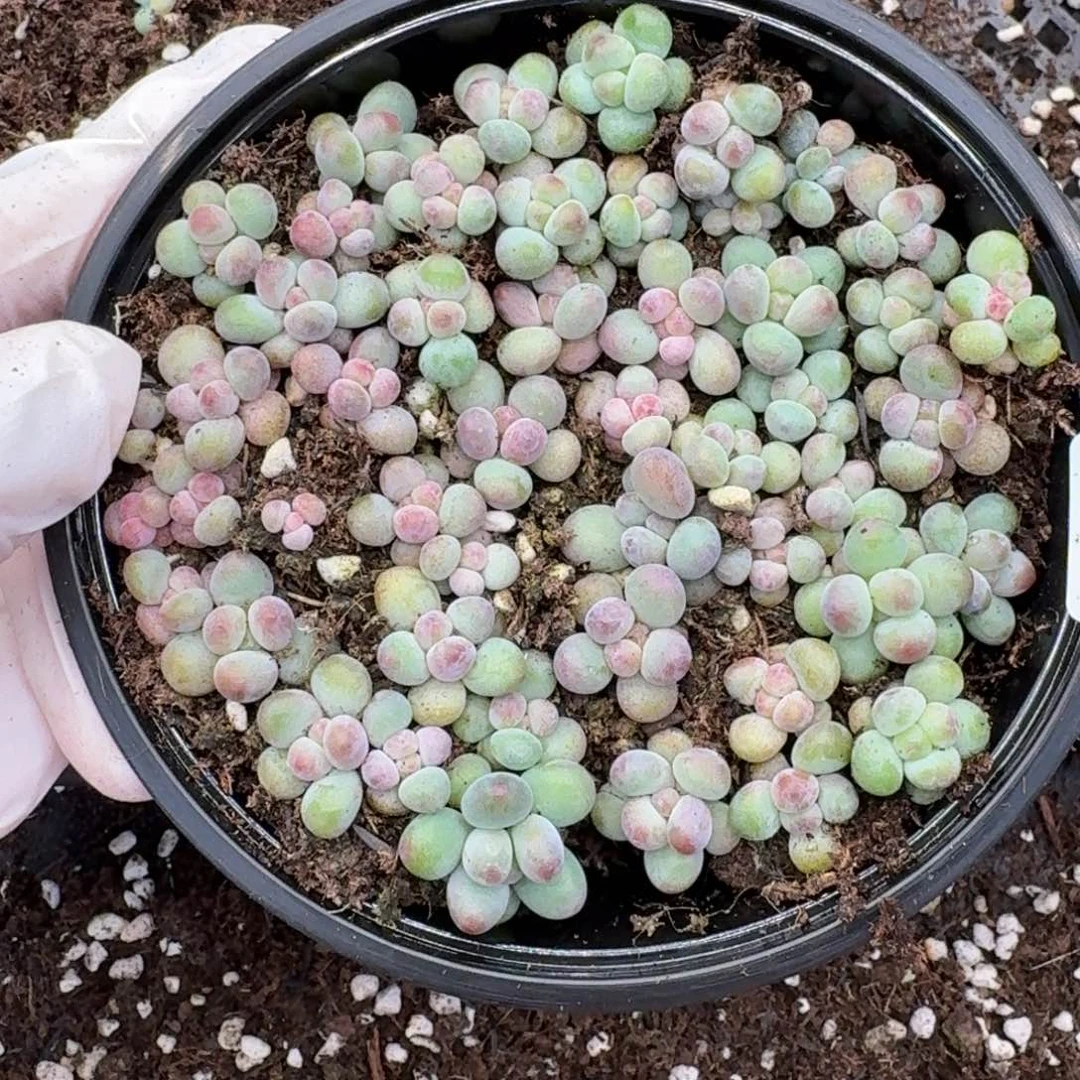 多肉植物多肉植物135