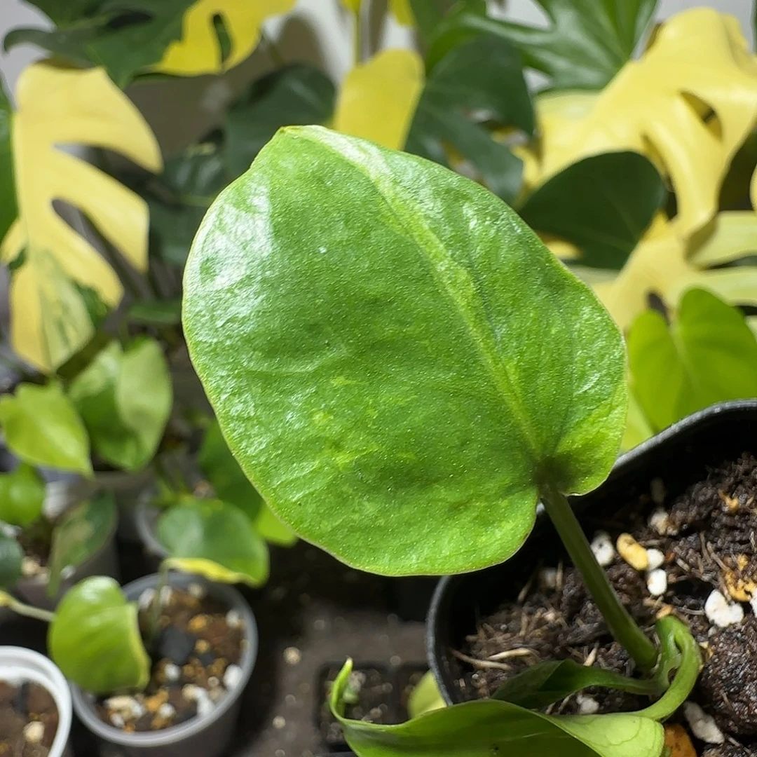 汤***圆完全开放龟背竹种子苗