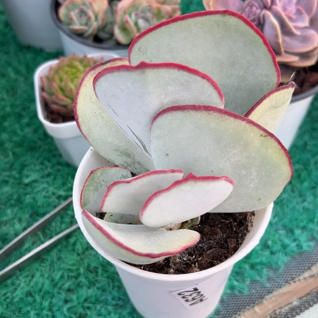 632 满38元包邮非偏远地区