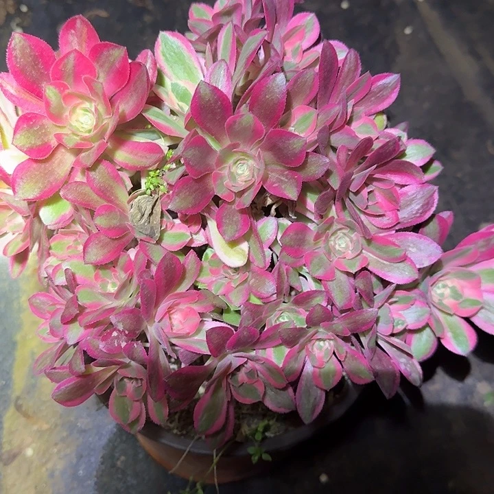 精品红女巫朵朵亏本福利