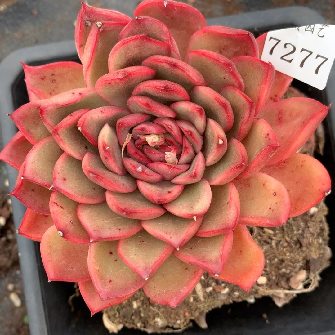 7277杂交多肉老桩