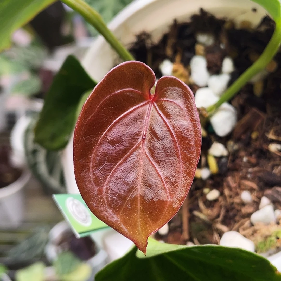完全开放进口kos花烛
