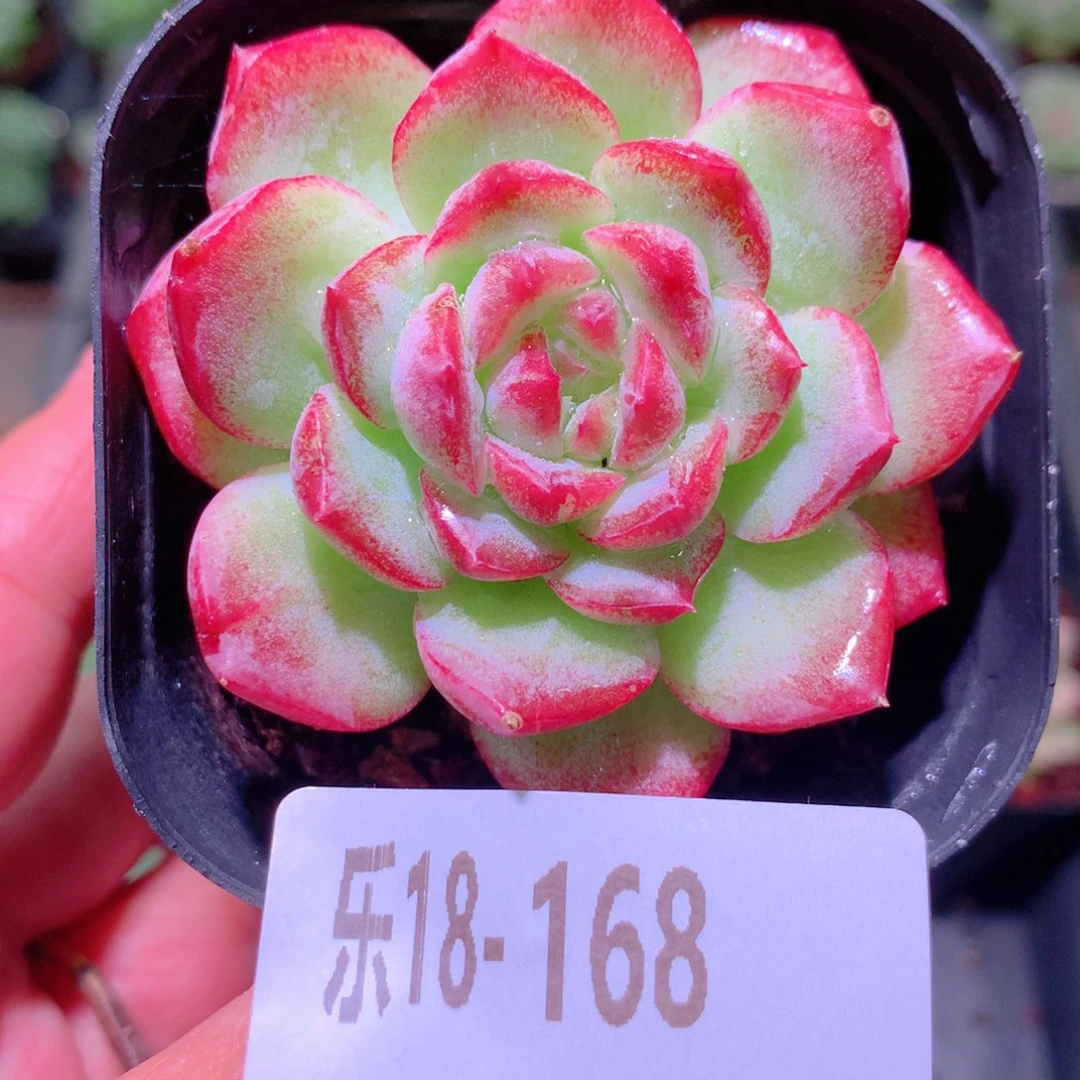 乐然18-168 新品单头