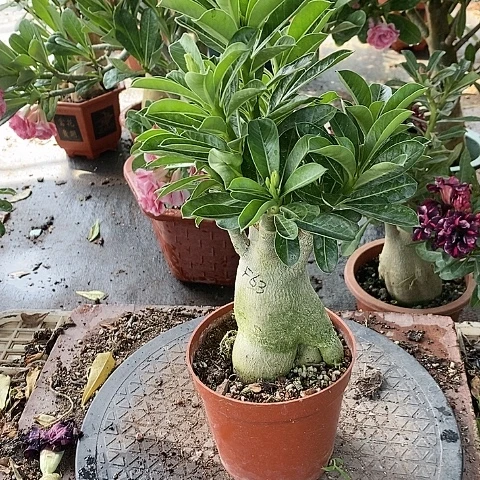 【闪购商品】无花朵用****影