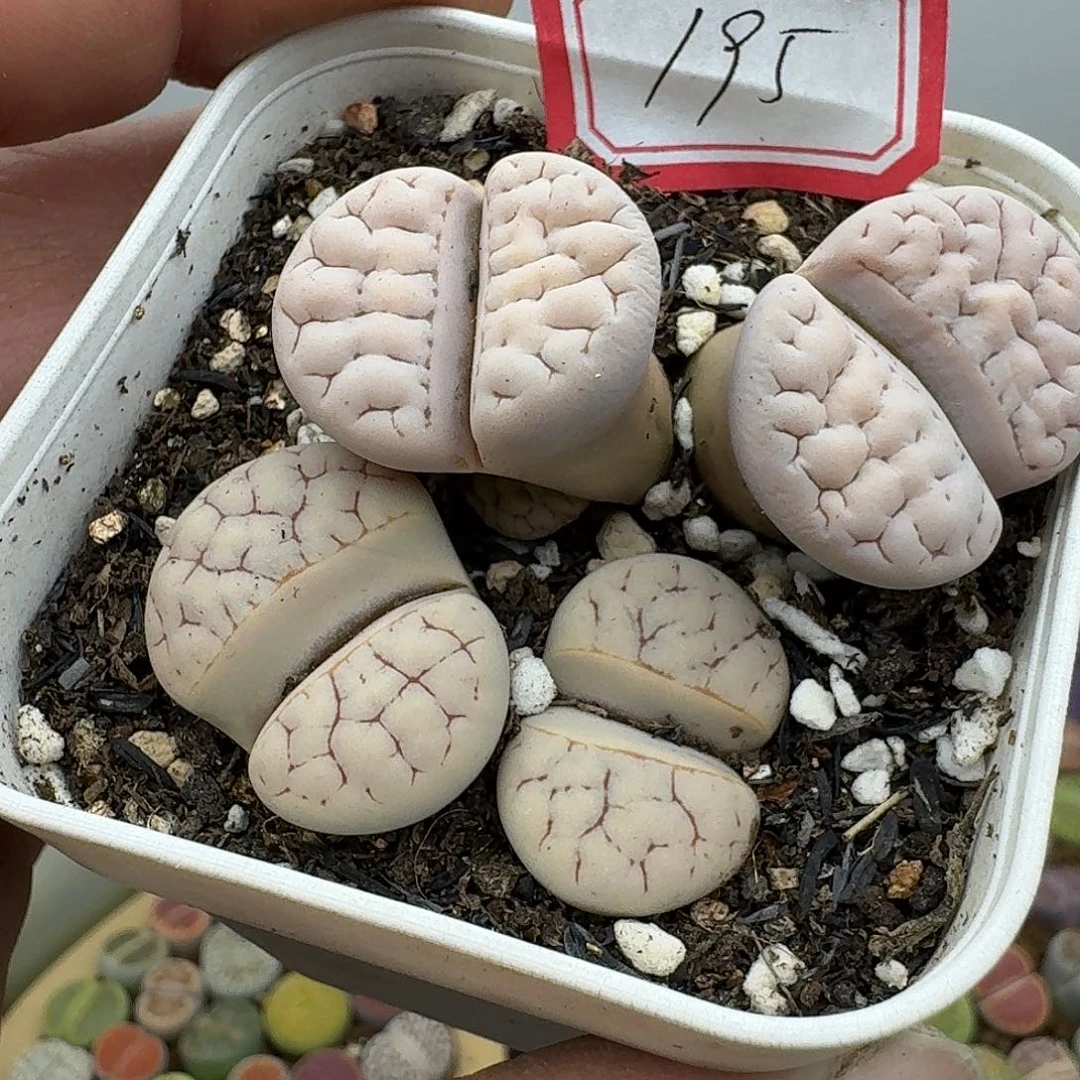 195多肉哈哈哈哈哈哈哈