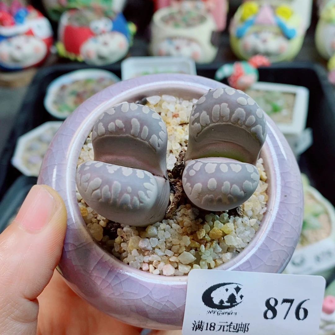 生石花花花哈哈哈哈哈哈876