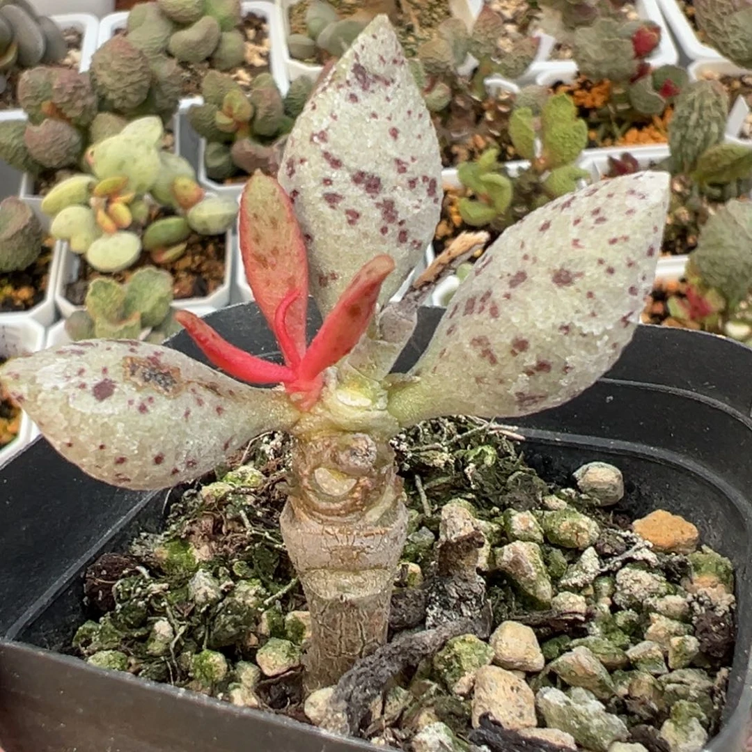 蛇皮单头纯木质桩多肉植物