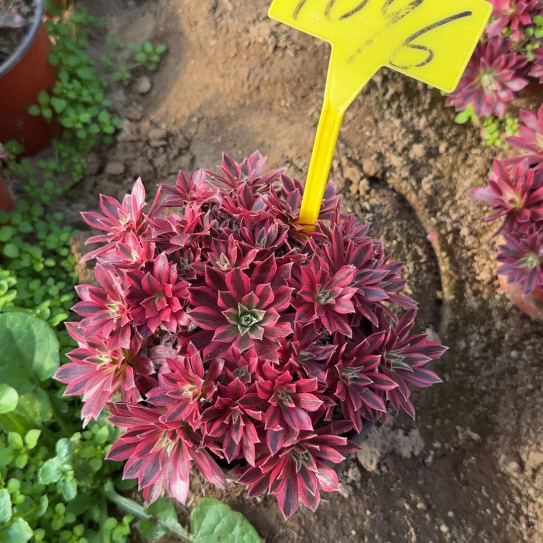 4096---凤凰超白多头