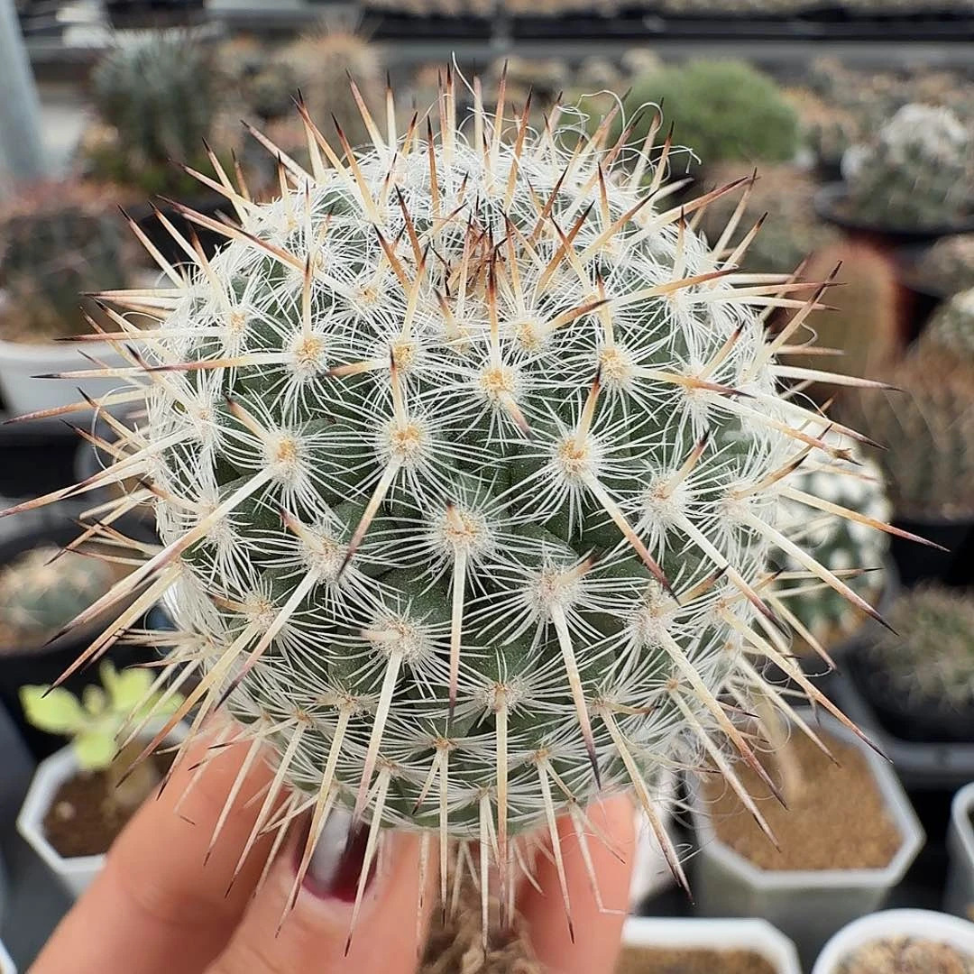 实生白王丸裸根发货