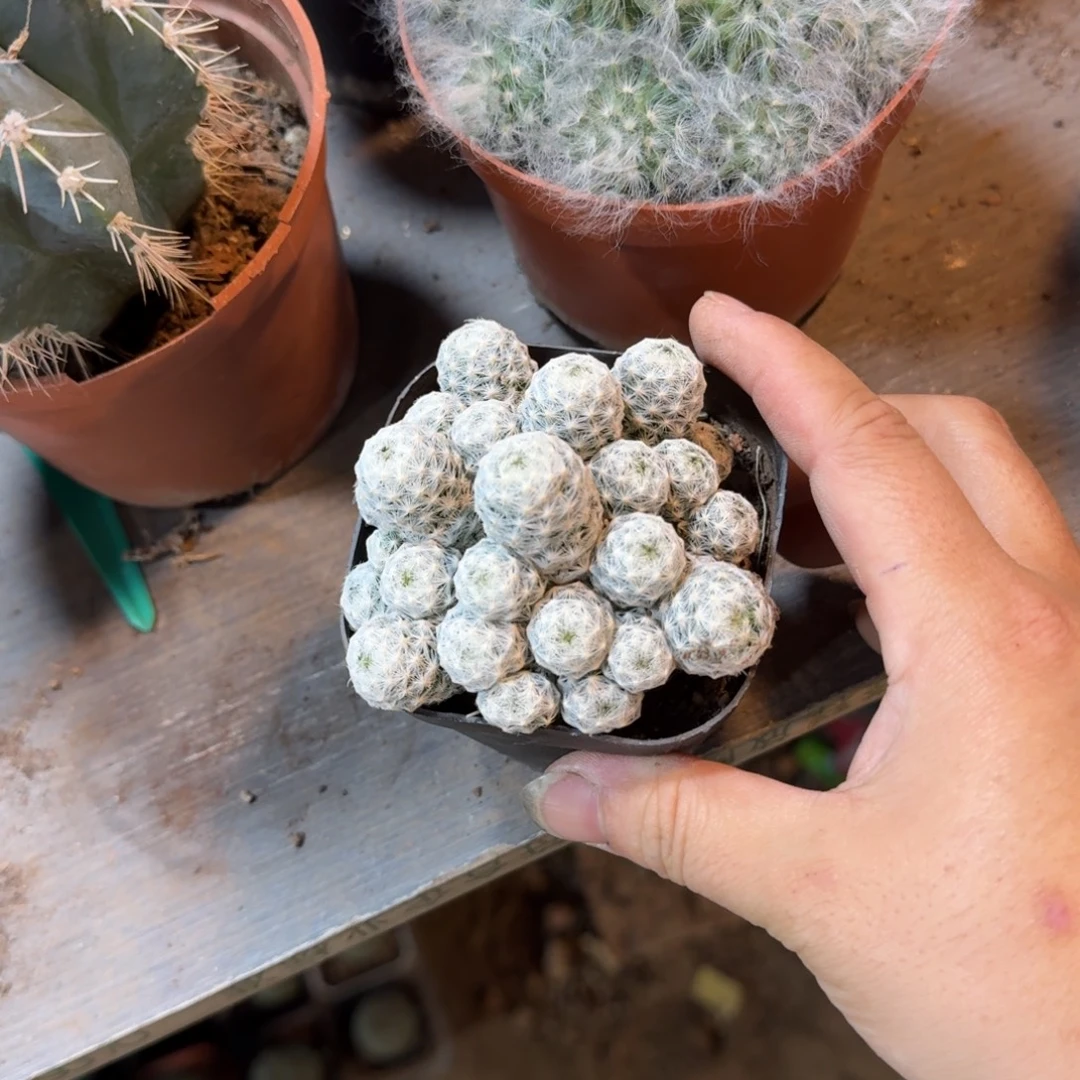 用***8啊可口可乐了咯哦