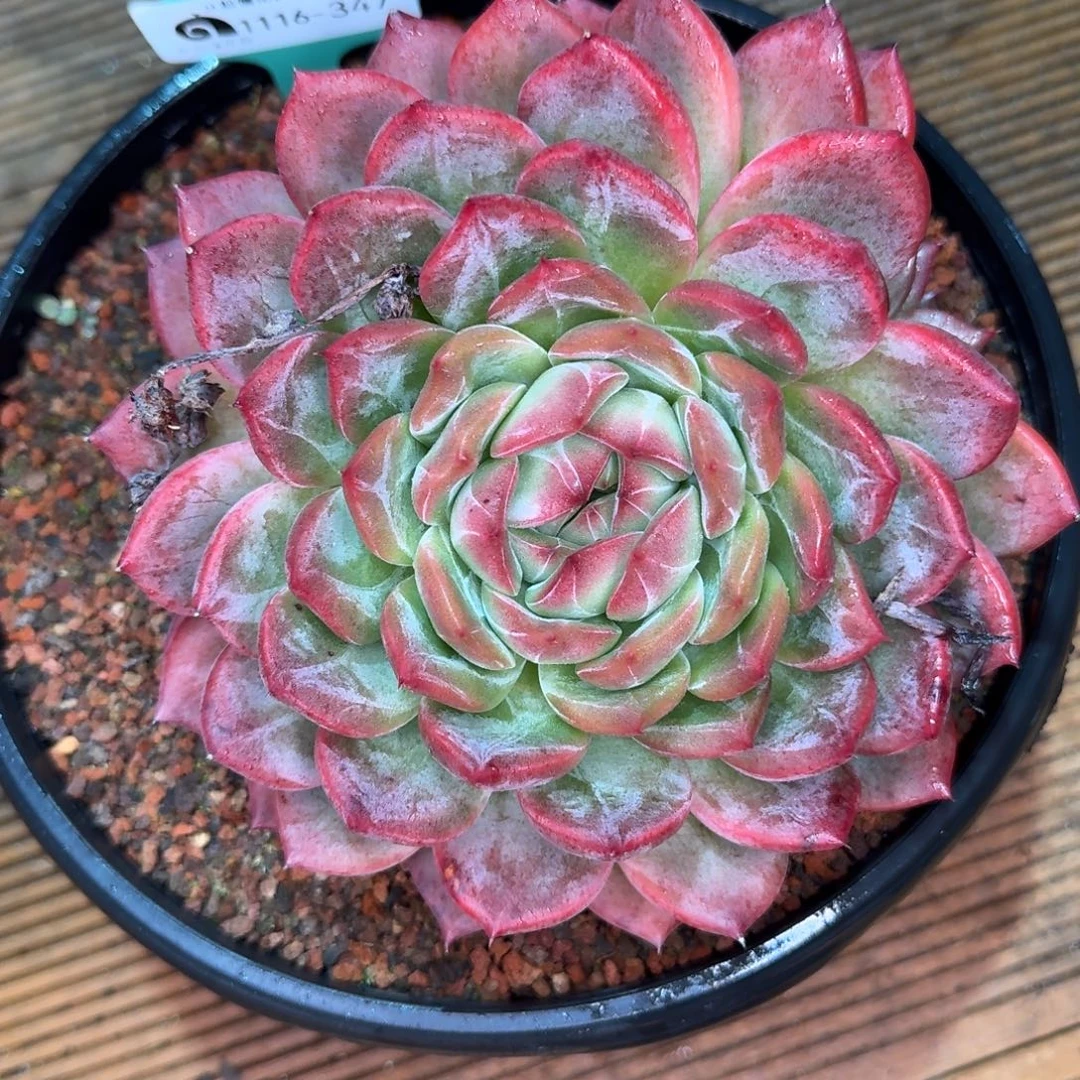 从前慢多肉精选编号1116-347