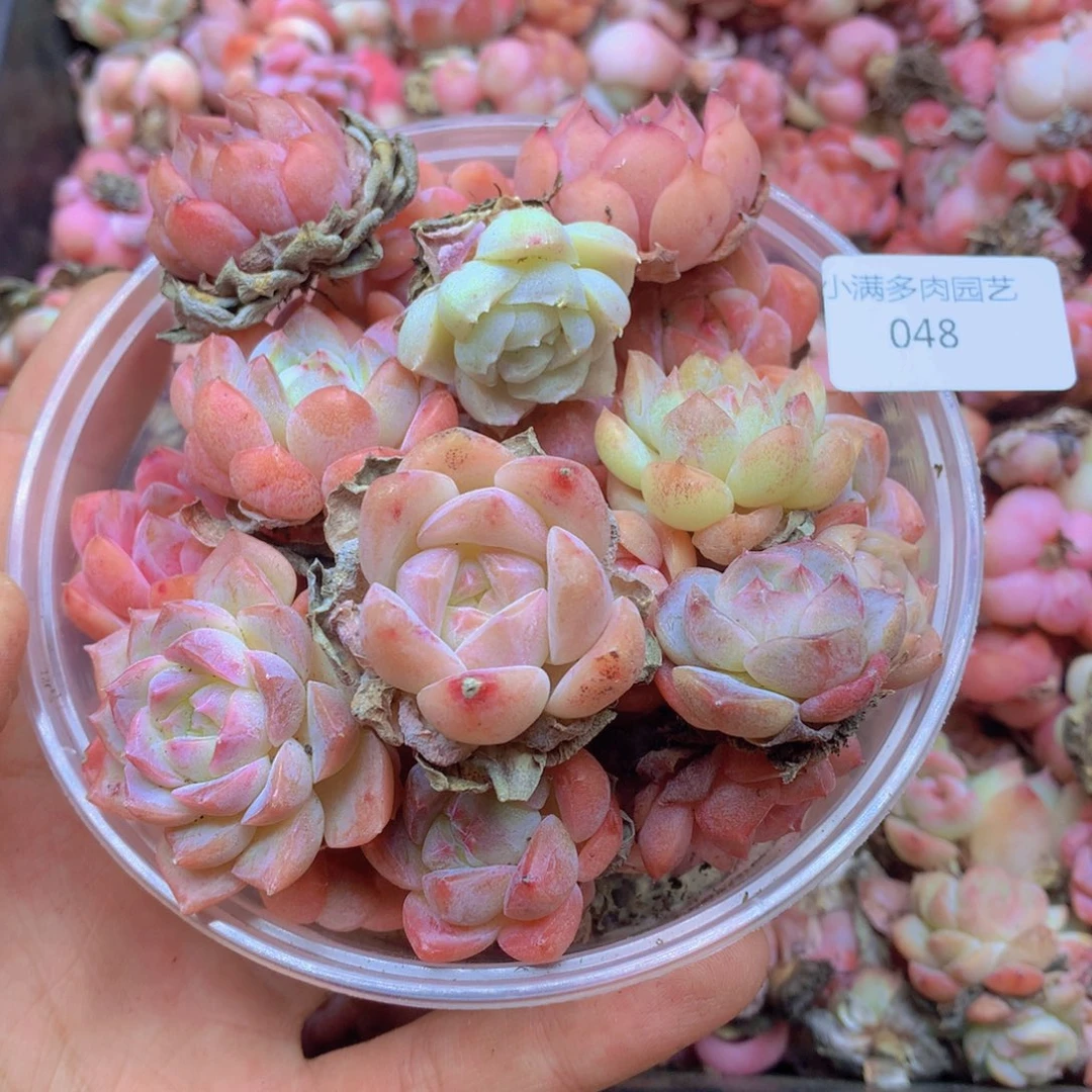 我要去买东西吃了才能睡着的048