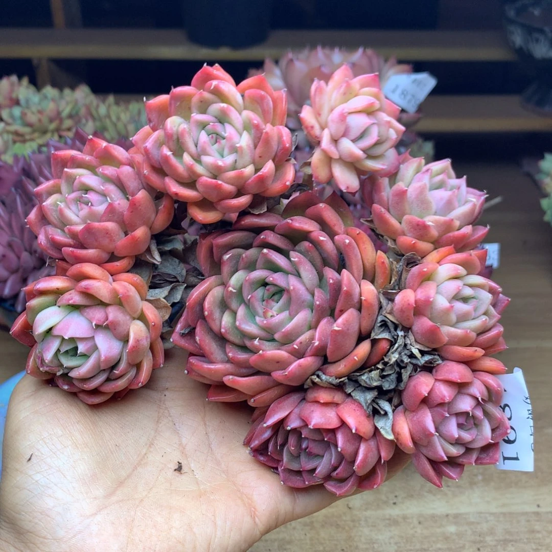 1891杂交精品基地16冠