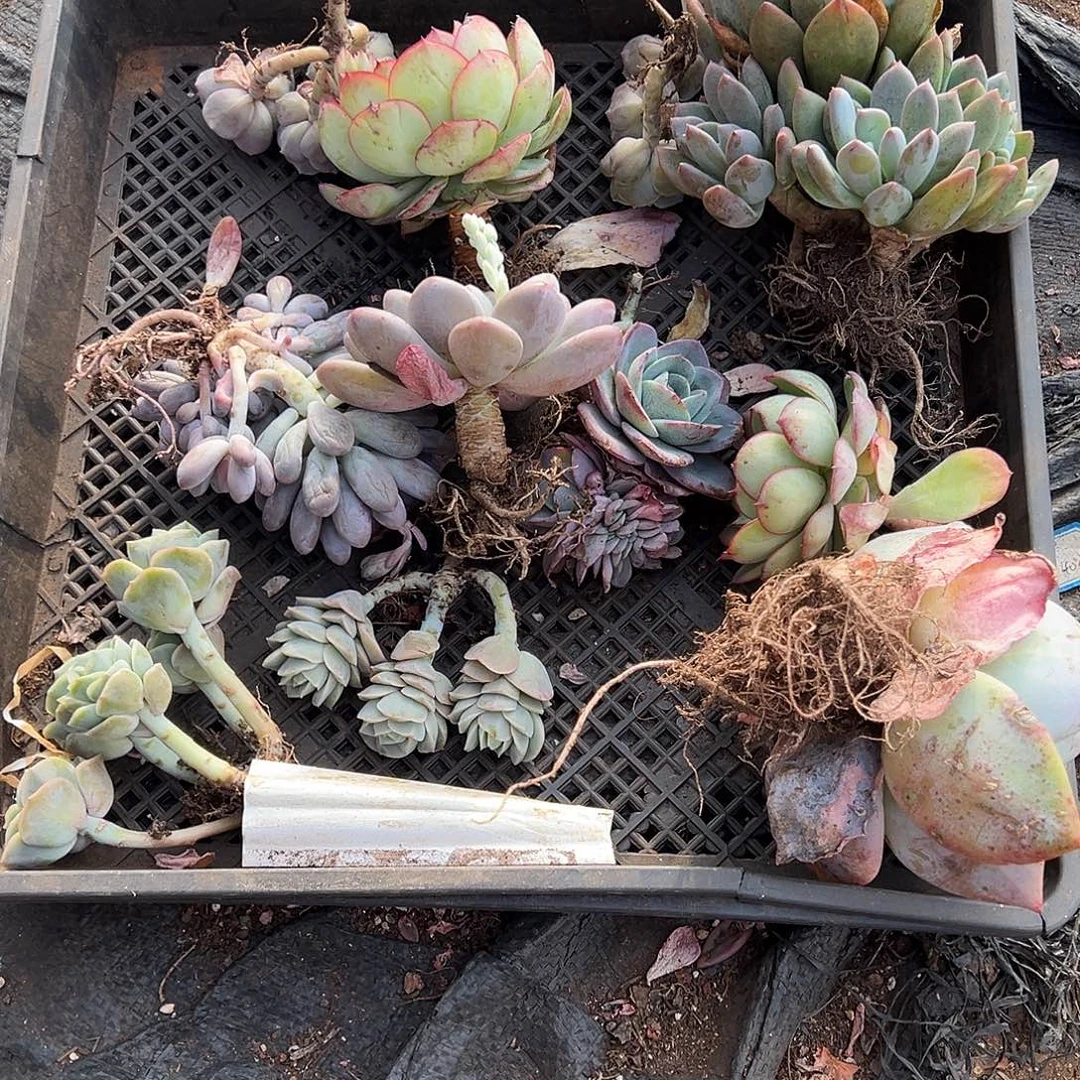 多肉植物一物一拍