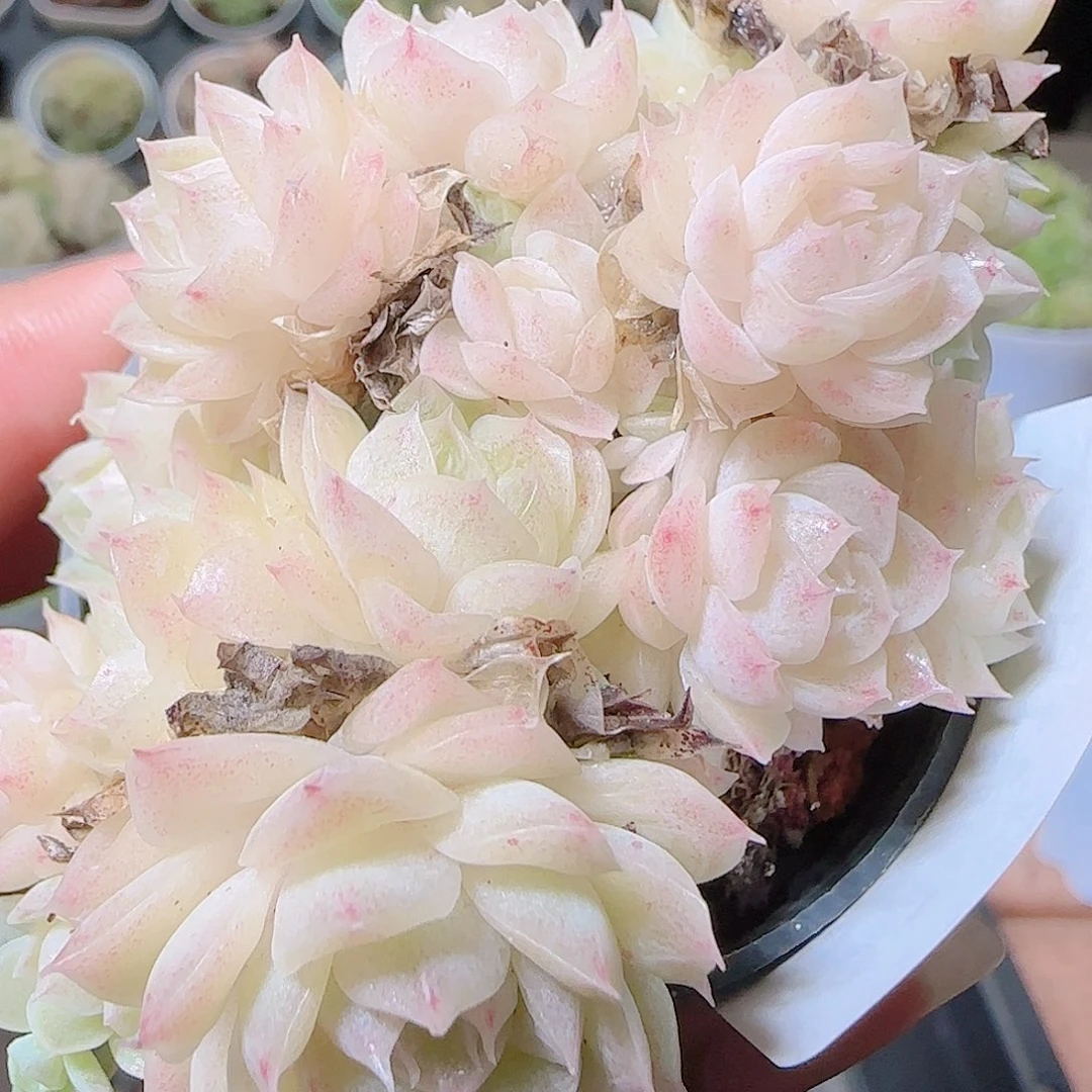 花语逸镜1123-27散