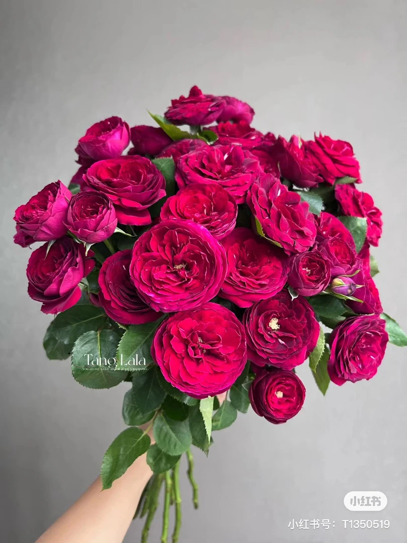 【玫瑰】红蕾丝 任拍三单顺丰空运包邮鲜切花家居花店插花