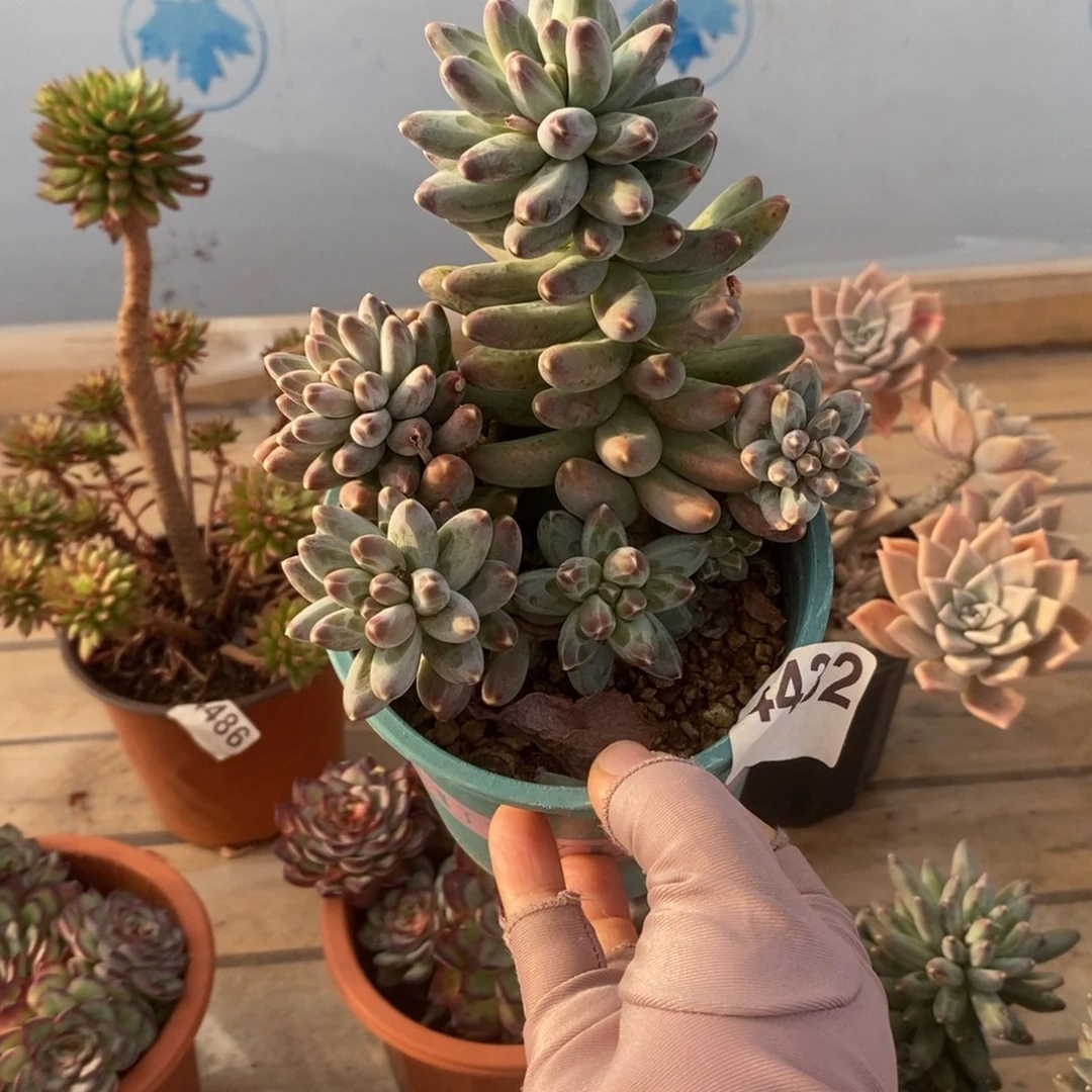 4432松果美人一物一拍