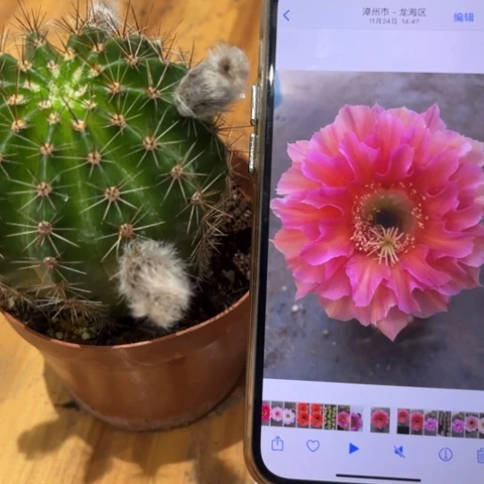 露露晚秋7公分左右