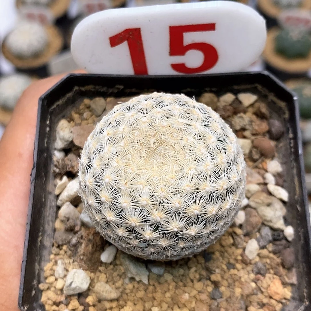 15白月丸福利特价来了